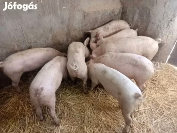 Krmača, Свиње