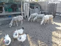 Ovca, Lacaune sheep — fotografija 8