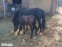 Yegua, Caballos — foto 2