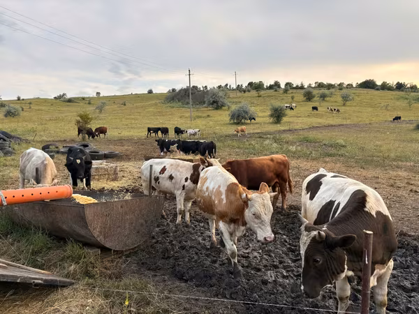 Byk, Simmental cattle