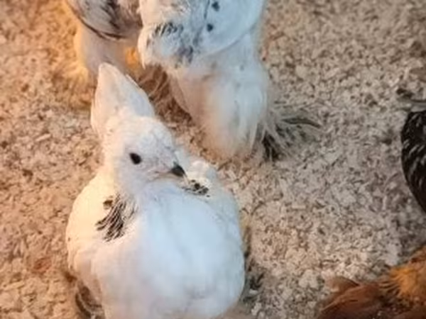 Brahma