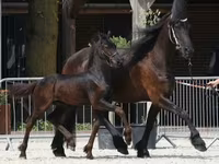 Koń, Friesian — zdjęcie 1