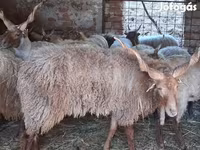 Widder, Racka sheep — Foto 1