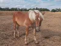 Cavalo, Cavalos — foto 3