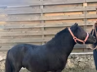 Cavalo, Cavalos — foto 2
