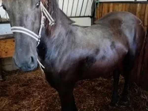 Yegua, Friesian