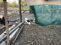 Chickens — zdjęcie 1