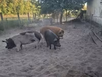 Eber, Schweine — Foto 1
