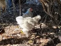 Seidenhuhn — Foto 3