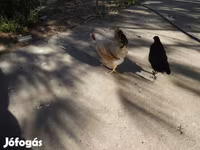 Japanisches Bantam — Foto 2