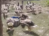Geese — Foto 7