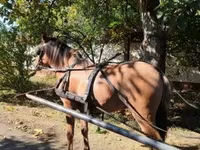 Caballo, Fjогd — foto 1