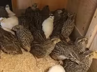 Quails — foto 1