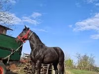 فرس, Nonius horse — الصورة 5