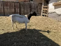 Bélier, Dorper sheep — photo 2