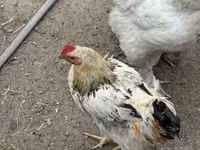Chickens — fotografija 4