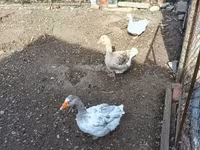 Geese — fotografija 2