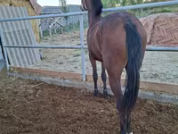 Égua, Kazakh horse — foto 4