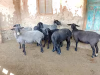 Qoyun, Romanov sheep — foto 4