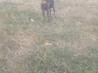 Cabro, Cabras — foto 5