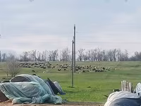Ovca, Edilbay sheep — fotografija 2