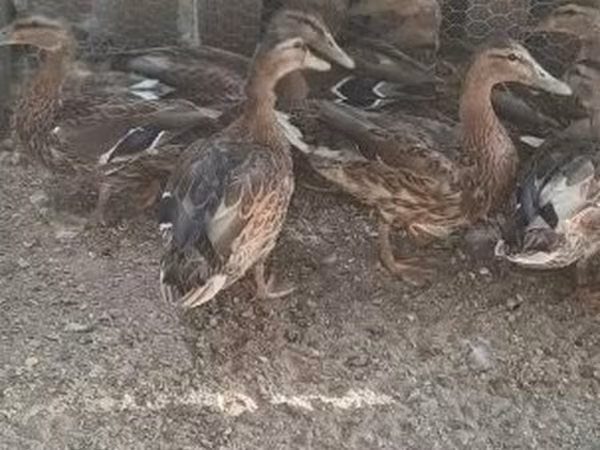 Ducks — ハンガリー