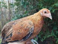 Chickens — الصورة 1