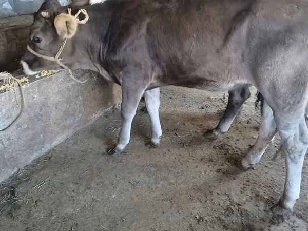 Bik, Swiss cattle