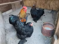 Chickens — Foto 2