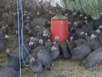 Guinea fowl — foto 3