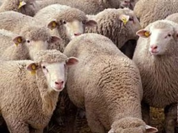 Ram, Sheep