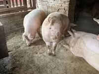 公猪, Pigs — 照片 5