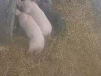 母猪, Pigs — 照片 1