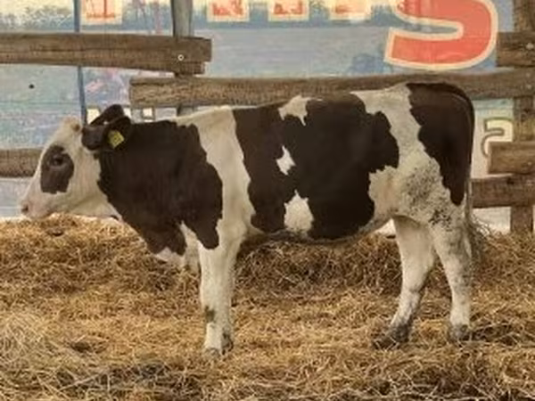 公牛, Russian Black pied cattle