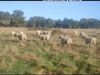 Owca, Vendee sheep — zdjęcie 3