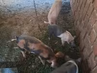 Eber, Schweine — Foto 1