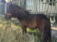 Кобила, Shetland Pony — фото 1