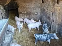 Eber, Schweine — Foto 2