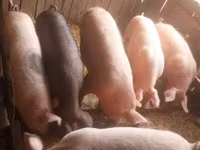 Säue, Schweine — Foto 8