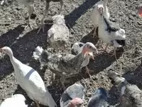 Turkeys — zdjęcie 1
