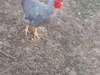 Chickens — fotografija 2
