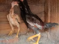 Chickens — Foto 2