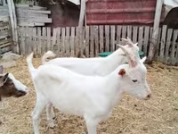 Ziegenbock, Ziegen — Foto 4