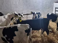 Бик, Russian Black pied cattle — фото 3