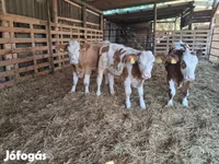 सांड, Simmental cattle — फ़ोटो 2