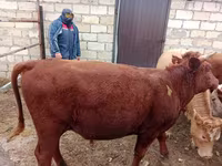 Bik, Simmental cattle — fotografija 2