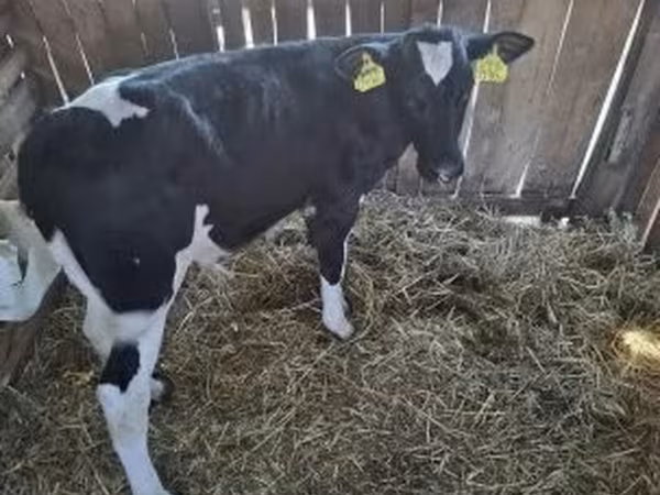 Buğa, Russian Black pied cattle — Macarıstan