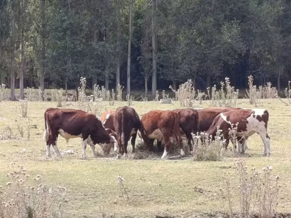 सांड, हेरफोर्ड