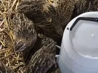 Quails — Foto 2