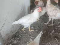 Leghorn — fotografija 1